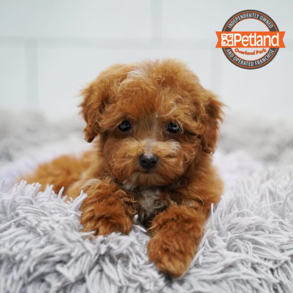 [#26430-03] Red M Poodle Mini Puppies for Sale