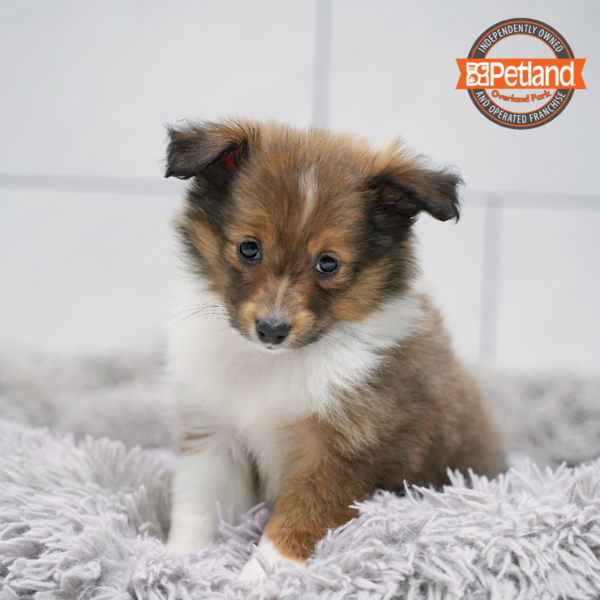 [#26335-03] Tan F Shetland Sheepdog Puppies for Sale