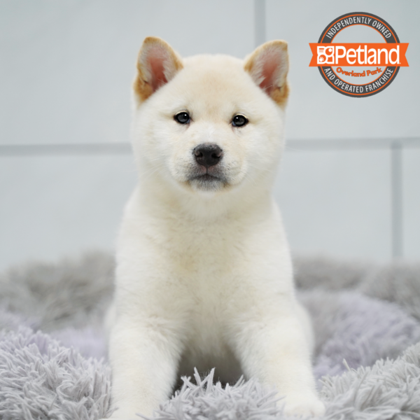 [#2679-05] Cream M Shiba Inu Puppies for Sale