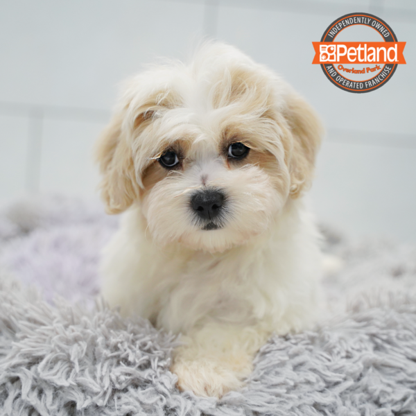 [#26156-02] White M Teddy Bear Puppies for Sale