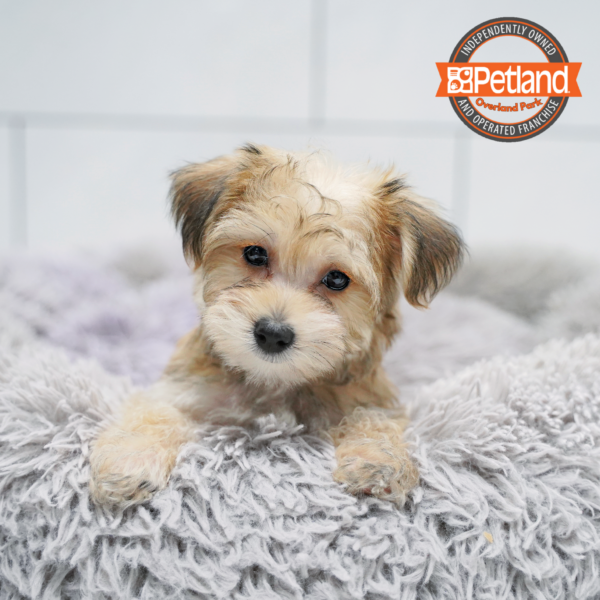 [#26359-03] Brown / Black F Yochon Puppies for Sale