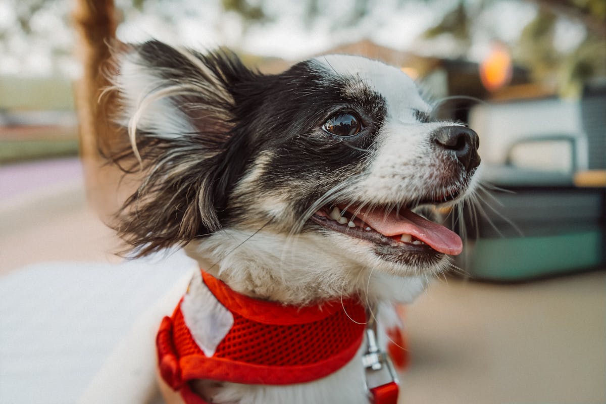 Dog Microchipping: What Every Owner Should Know