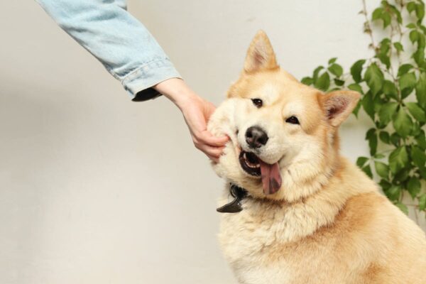 dog microchipping