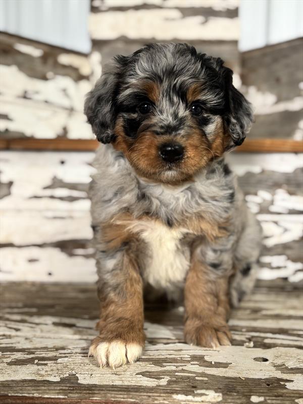 [#26573-03] Blue Merle M Aussiedoodle Puppies for Sale