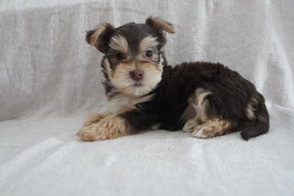 [#26484-02] Chocolate / Tan M Morkie Puppies for Sale