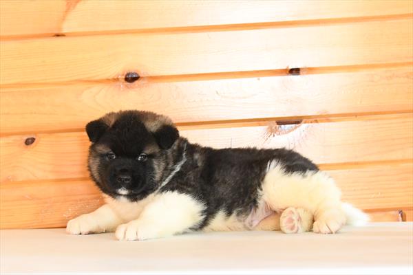 [#26555-01] Black / White M Akita Puppies for Sale