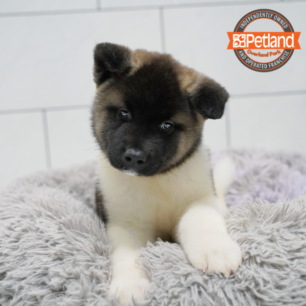 [#26555-01] Black / White M Akita Puppies for Sale