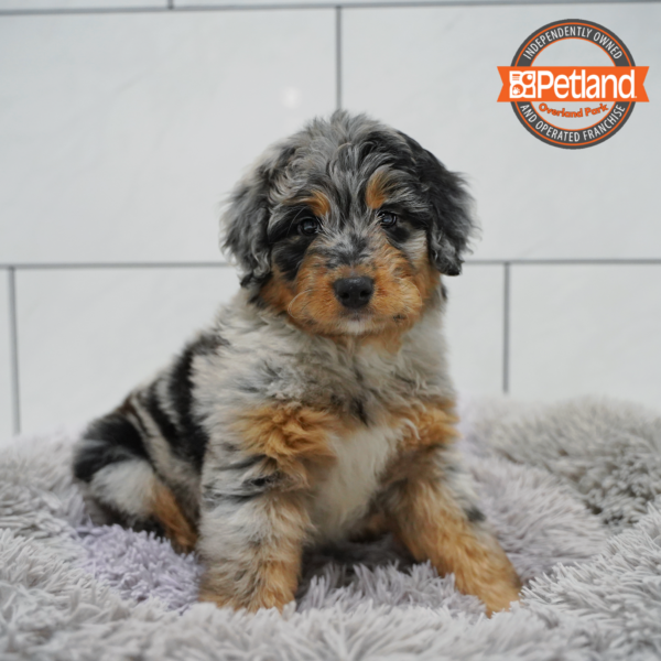 Aussiedoodle-Dog-Male---Petland Overland Park, Kansas