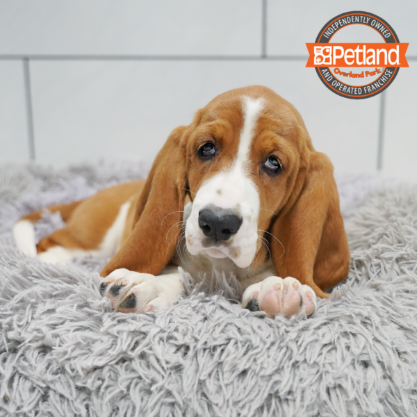 [#26751-05] Red / White F Basset Hound Puppies for Sale