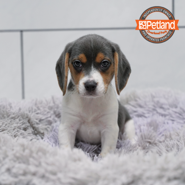 [#26479-04] Silver F Beagle Puppies for Sale