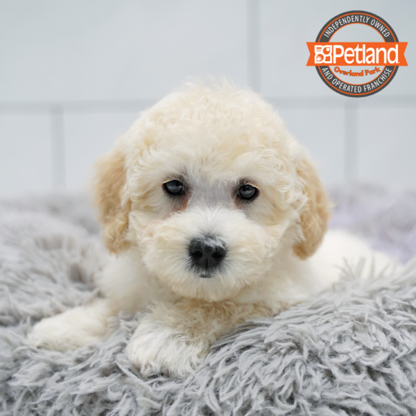 [#26516-03] Cream F Bichapoo Puppies for Sale