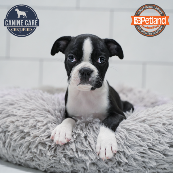 [#26688-03] Black / White F Boston Terrier Puppies for Sale