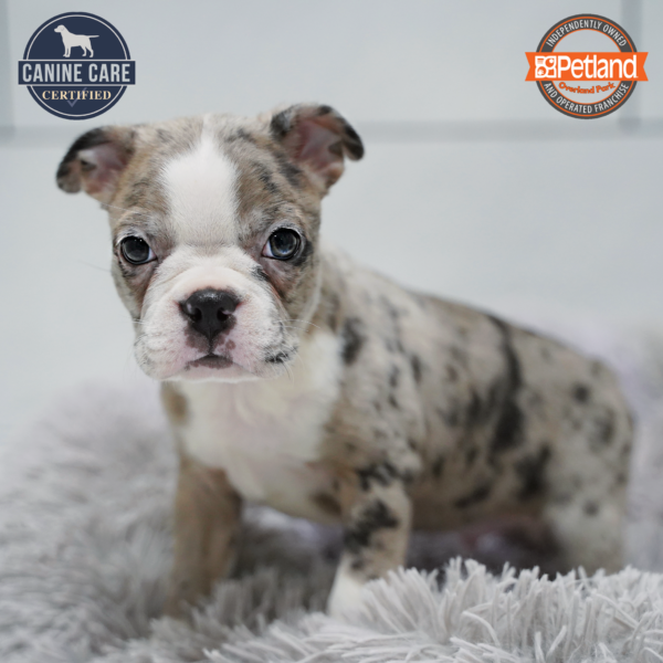 [#26465-02] Brown M Boston Terrier Puppies for Sale