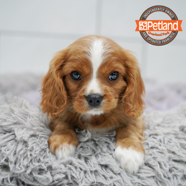 [#26570-01] Ruby M Cavalier King Charles Spaniel Puppies for Sale