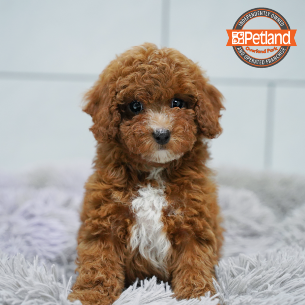 [#26405-05] Red / White F Cavapoo F2 Puppies for Sale