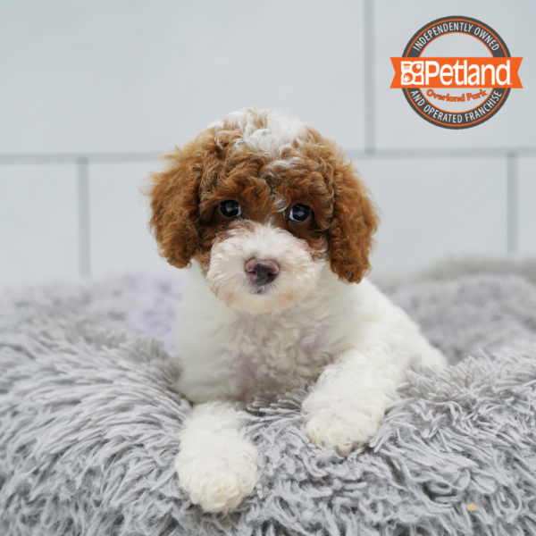 [#26405-08] White / Red F Cavapoo F2 Puppies for Sale