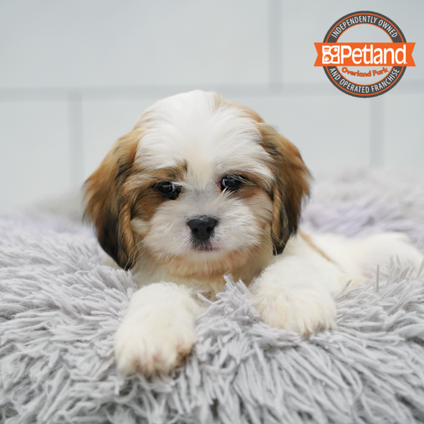 [#26627-01] White / Gold M Cavatzu Puppies for Sale