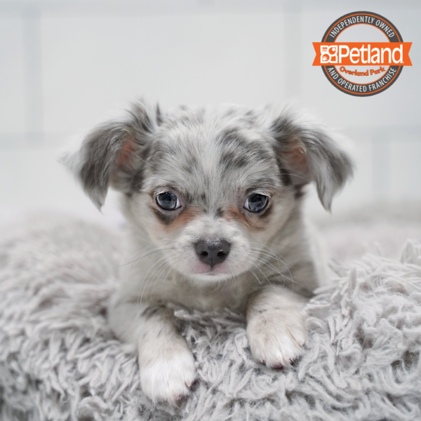 [#263-01] Blue Merle M Chihuahua Puppies for Sale