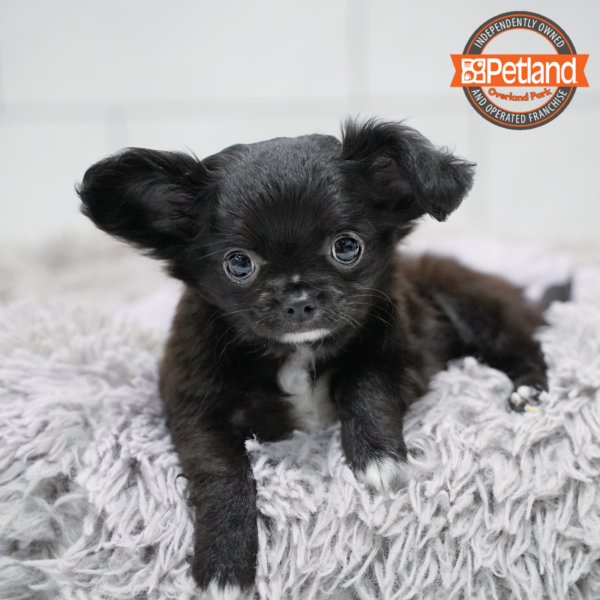 [#263-02] Black M Chihuahua Puppies for Sale