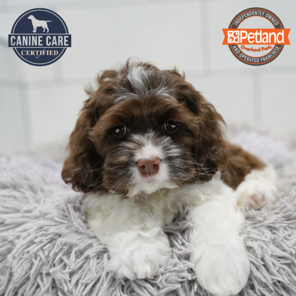 [#26622-03] Chocolate F Cock A Poo Puppies for Sale