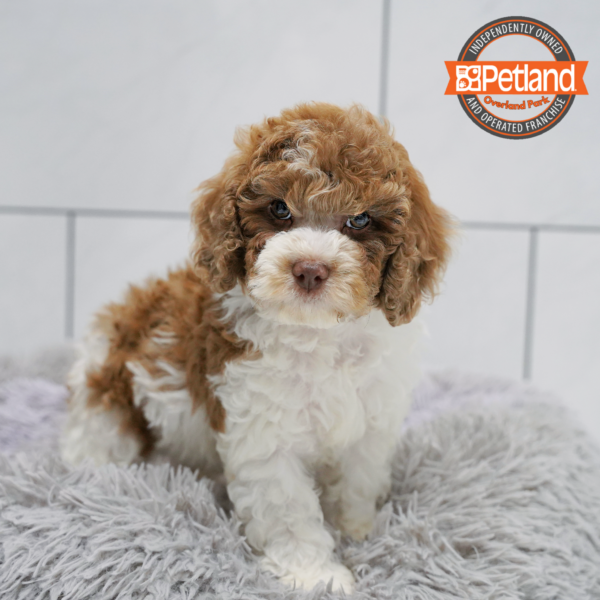 [#26722-01] Red / White M Cock A Poo Puppies for Sale