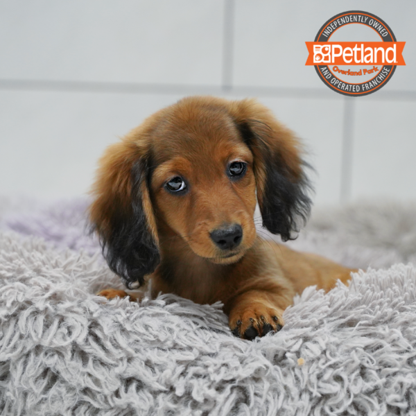 [#26481-06] Chocolate / Tan F Dachshund Puppies for Sale