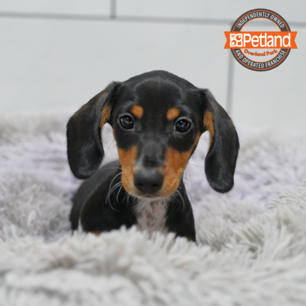 [#26316-01] Black / White M Dachshund Puppies for Sale