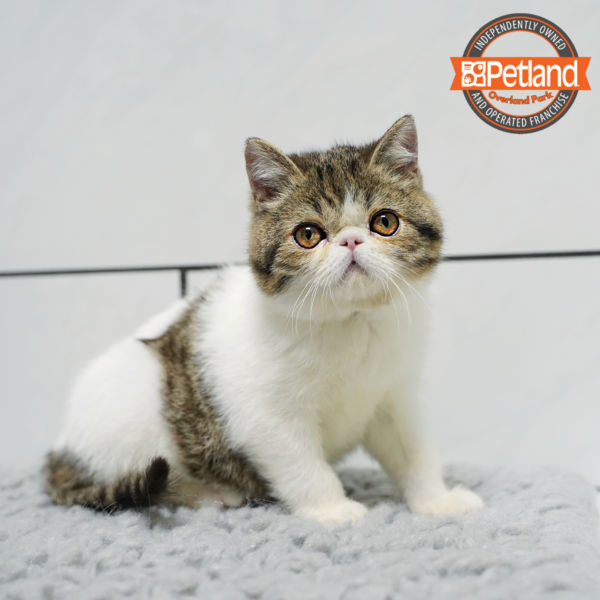 [#2563-01] Tabby M Exotic Short Hair Kittens for Sale