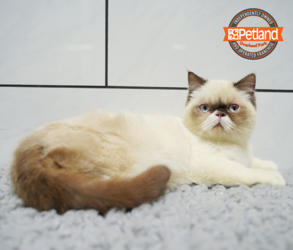 [#253297-02] Tortie Point F Exotic Short Hair Kittens for Sale