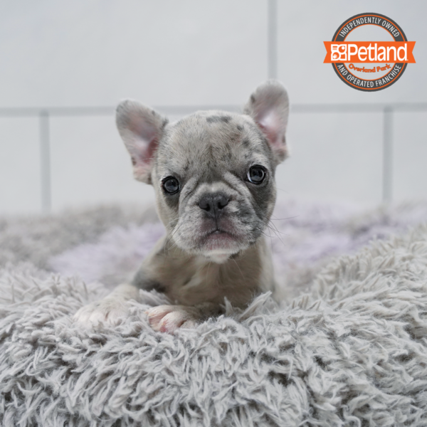 [#26825-01] Blue Merle M French Bulldog Puppies for Sale
