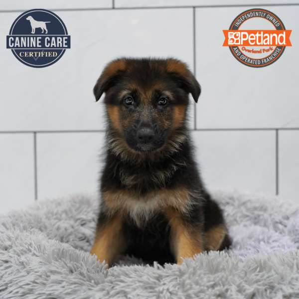 [#26408-06] Black / Tan F German Shepherd Dog Puppies for Sale