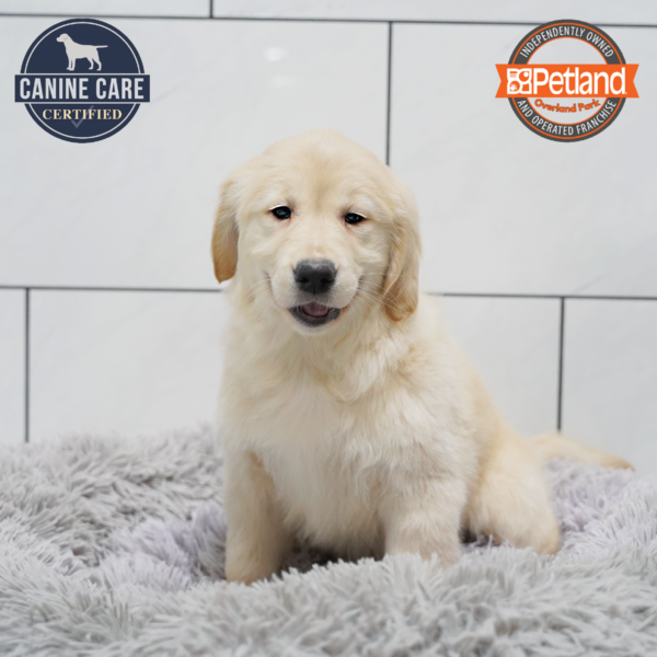 [#26593-06] Light Golden F Golden Retriever Puppies for Sale