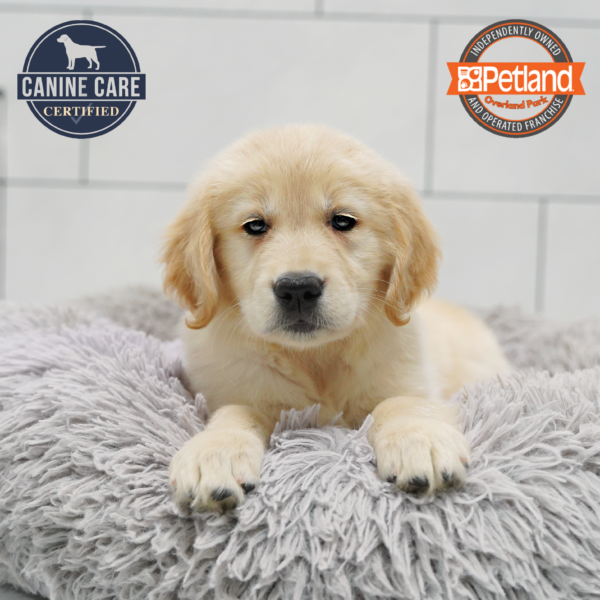 [#26834-10] Light Golden F Golden Retriever Puppies for Sale