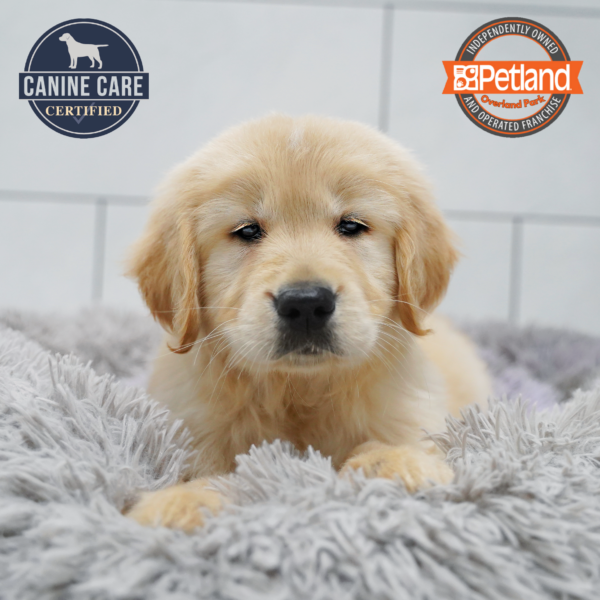 [#26596-01] Light Golden M Golden Retriever Puppies for Sale