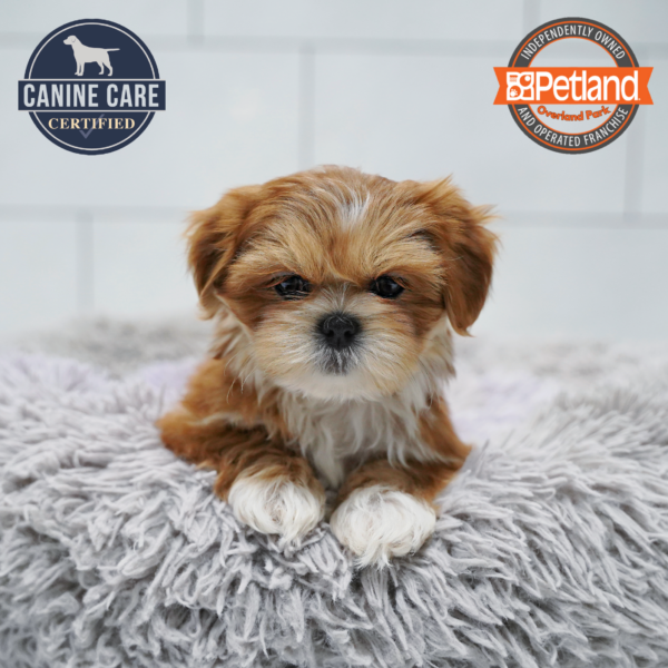 [#26585-05] Brindle F Lhasa Apso Puppies for Sale