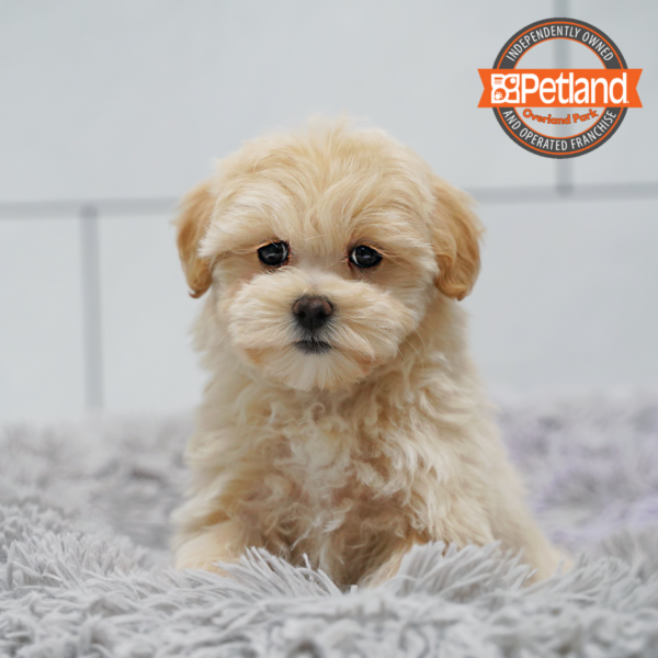 [#26506-02] Tan F Maltipoo Puppies for Sale
