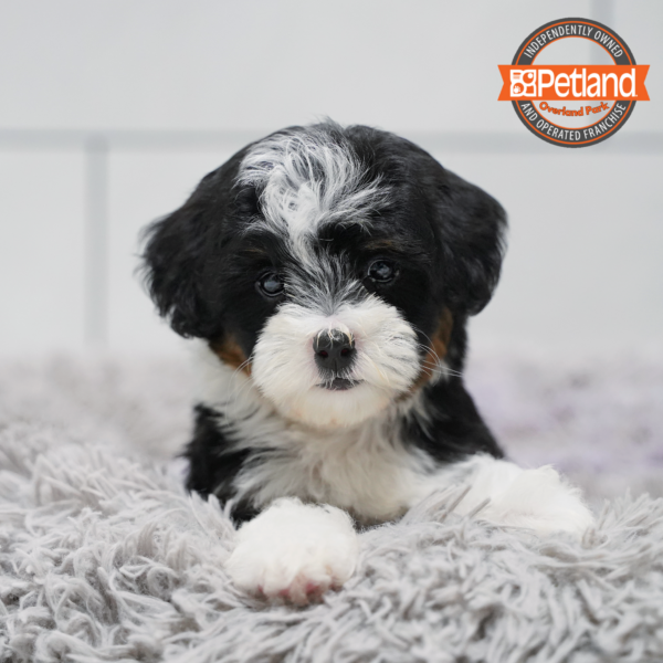 [#26859-04] Black F Bernedoodle Mini 2nd Gen Puppies for Sale