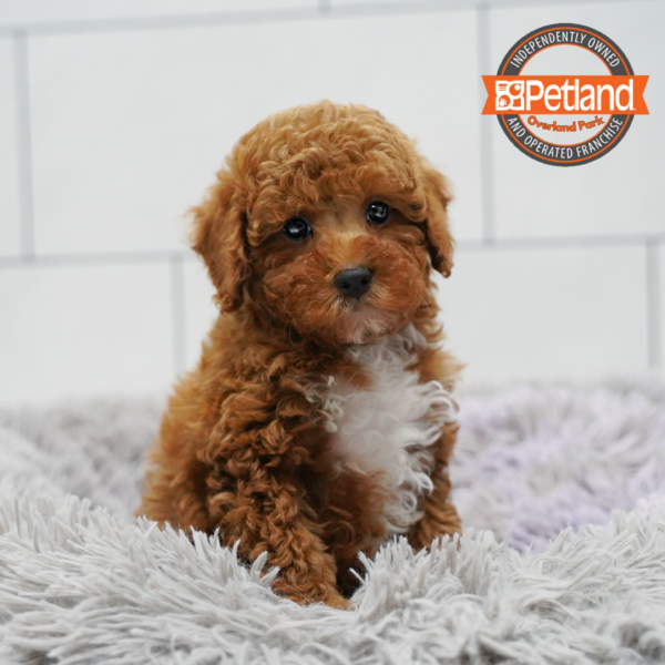 [#26626-04] Red F Goldendoodle Mini 2nd Gen Puppies for Sale