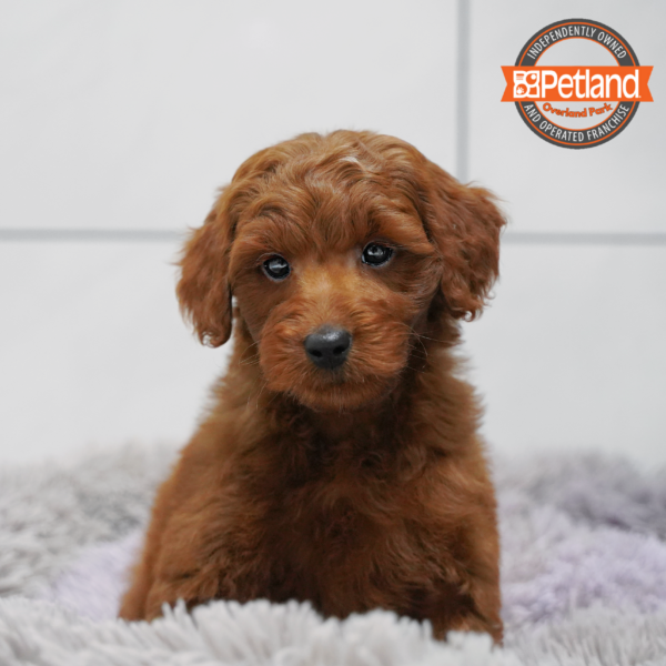 [#26497-02] Red M Goldendoodle Mini 2nd Gen Puppies for Sale