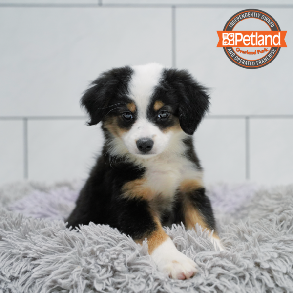 [#26692-07] Black / White F Miniature Australian Shepherd Puppies for Sale