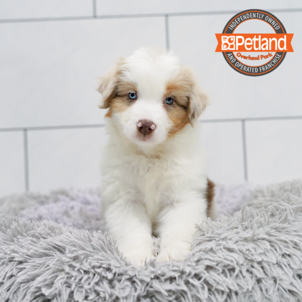 [#26752-02] Red Merle M Miniature Australian Shepherd Puppies for Sale