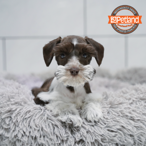 [#26493-05] Chocolate / White F Miniature Schnauzer Puppies for Sale