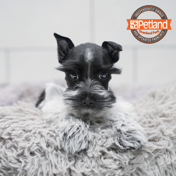[#268-02] Black / White F Miniature Schnauzer Puppies for Sale