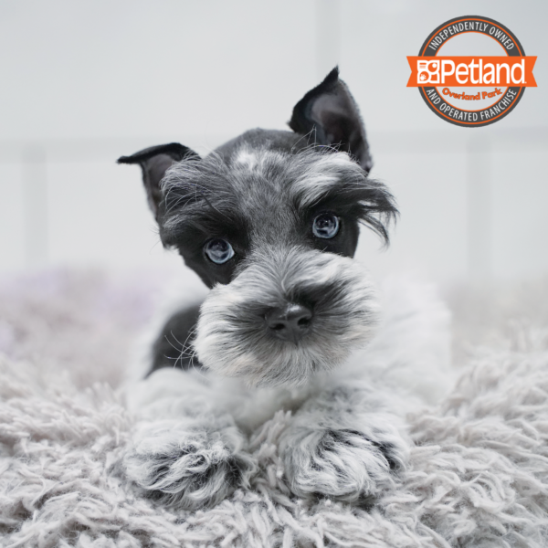 [#268-01] Black / White M Miniature Schnauzer Puppies for Sale