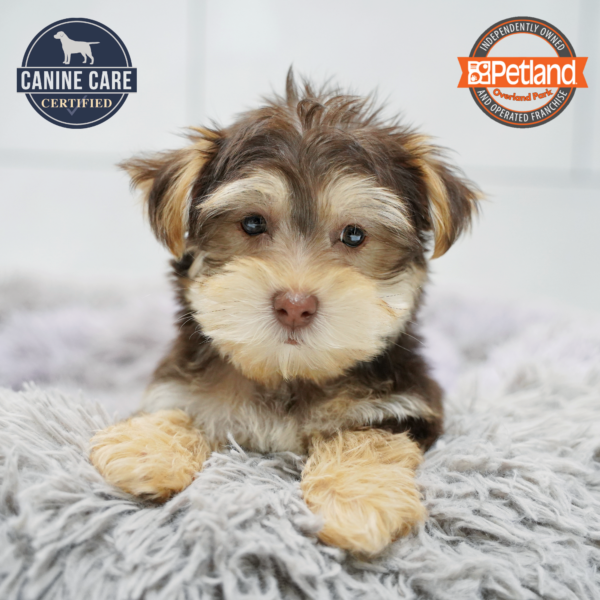 [#26484-02] Chocolate / Tan M Morkie Puppies for Sale