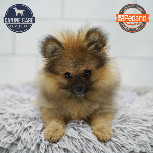 [#26559-04] Dark Sable M Pomeranian Puppies for Sale