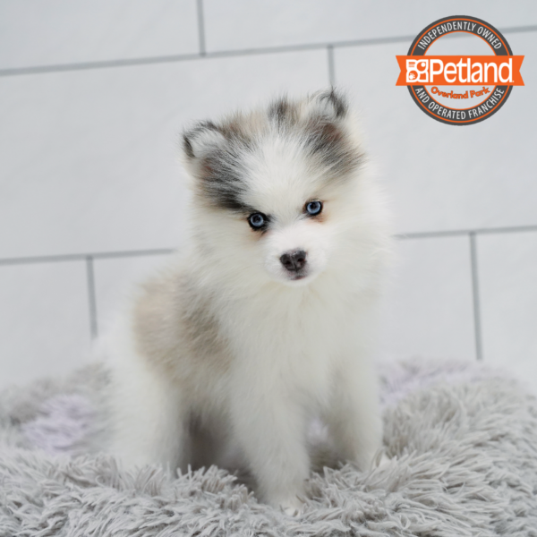 [#26634-02] Blue Merle F Pomsky 2nd Gen Puppies for Sale