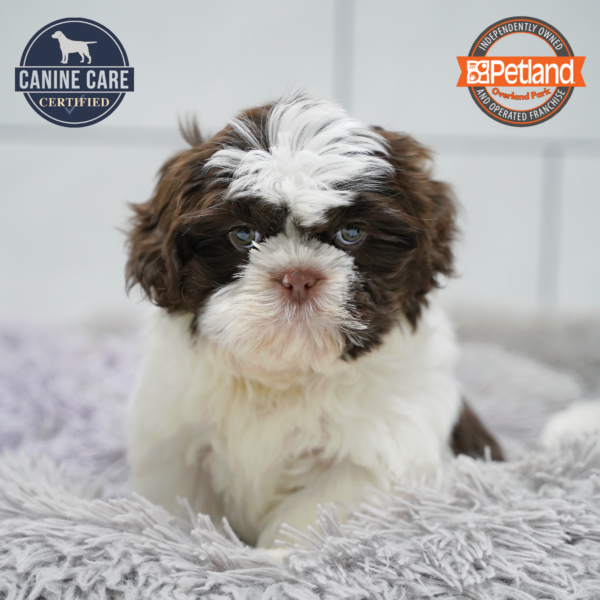 [#26350-02] Chocolate M Shih Tzu Puppies for Sale