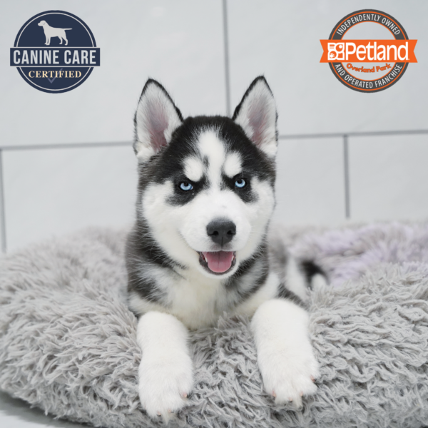 [#26556-01] Black / White M Siberian Husky Puppies for Sale