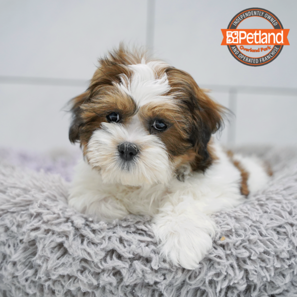 [#26290-03] Brown / White F Teddy Bear Puppies for Sale
